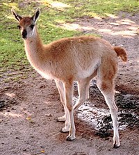 ГУАНАКО (Lama guanicoe)