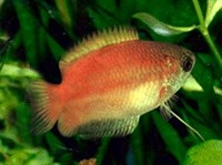 ГУРАМИ МЕДОВЫЙ