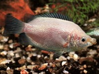 ГУРАМИ ЦЕЛУЮЩИЙСЯ