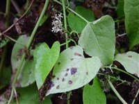 Габлиция тамусовидная – Hablitzia tamnoides Bieb.