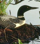 Гагары (черноклювая)