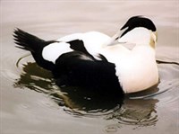 Гага (самец)