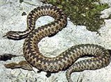 Гадюка (Vipera berus)