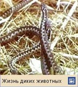 Гадюка обыкновенная