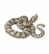 Гадюка рогатая