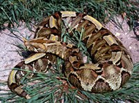 Гадюка-носорог