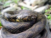 Гадюковый уж