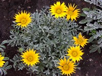 Газания гибридная – Gazania x hybrida Hort.