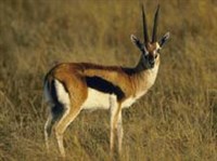 Газели (газель Томсона)