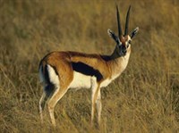 Газель Томсона