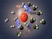 Газообмен в большом круге кровообращения