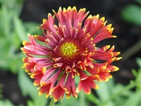 Гайлардия красивая, двуцветная, Друммонда – Gaillardia pulchella Foug. (1)