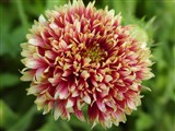 Гайлардия красивая, двуцветная, Друммонда – Gaillardia pulchella Foug. (3)