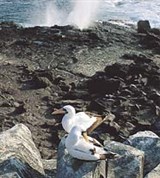 Галапагос (масковые олуши)