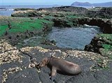 Галапагос (морской лев)
