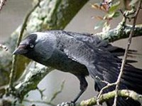 Галка (Corvus monedula)