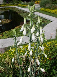 Гальтония беловатая – Galtonia candicans (Baker) Decne. (1)