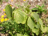 Гамамелис виргинский – Hamamelis virginiana L.