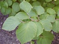 Гамамелис промежуточный, гибридный – Hamamelis x intermedia Rehd.