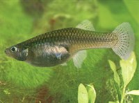Гамбузия аффинис