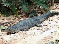 Гангский гавиал