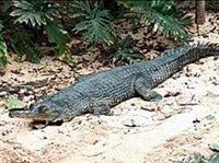 Гангский гавиал (Gavialis gangeticus)