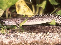 Ганоидные (Полиптерус орнатипиннис)