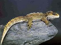 Гаттерия (Sphenodon punctatus)