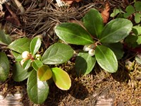 Гаультерия Микеля – Gaulteria miqueliana Tak.