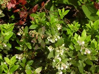 Гаультерия грушанковидная – Gaulteria pyroloides Miq.emend.Tak. (1)