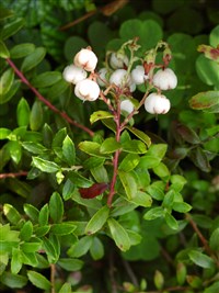 Гаультерия клиновидная – Gaulteria cuneata (Rehd. & Wils.) Bean.