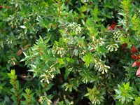 Гаультерия остроконечная, пернеттия остроконечная – Gaulteria mucronata (L.f) Hook. & Arn.