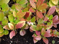 Гаультерия полегающая, ползучая – Gaulteria procumbens L. (1)