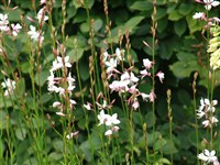 Гаура Линдхеймера – Gaura lindheimeri Engelm.