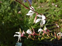 Гаура двулетняя – Gaura biennis L.