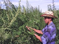 Гашиш (сбор)