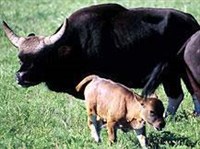 Гаял (гаял с теленком)