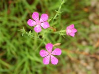 Гвоздика Сегю – Dianthus seguieri Vill.