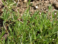 Гвоздика анатолийская – Dianthus anatolicus Boiss.