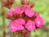 Гвоздика бородатая, турецкая – Dianthus barbatus L.