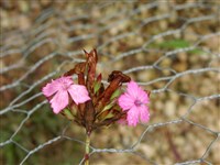 Гвоздика гигантская – Dianthus giganteus Urv.