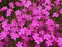 Гвоздика дельтовидная, травянка – Dianthus deltoides L. (1)