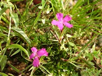 Гвоздика картузианская, тонколистная – Dianthus carthusianorum L.