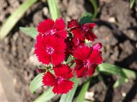 Гвоздика китайская – Dianthus chinensis L.