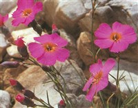 Гвоздика лесная – Dianthus sylvestris Wulf.