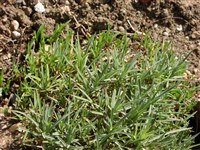 Гвоздика остролистная – Dianthus spiculifolius Schur.