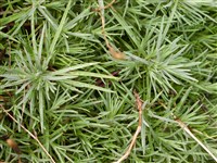 Гвоздика перистая, венгерская, ранняя – Dianthus plumarus L. (1)