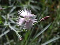 Гвоздика песчаная – Dianthus arenarius L. (1)