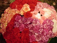 Гвоздика садовая, голландская – Dianthus cariophyllus L.