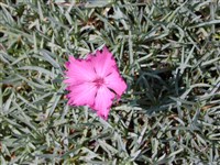 Гвоздика серовато-голубая, цезиус – Dianthus gratianopolitanus Vill. (1)